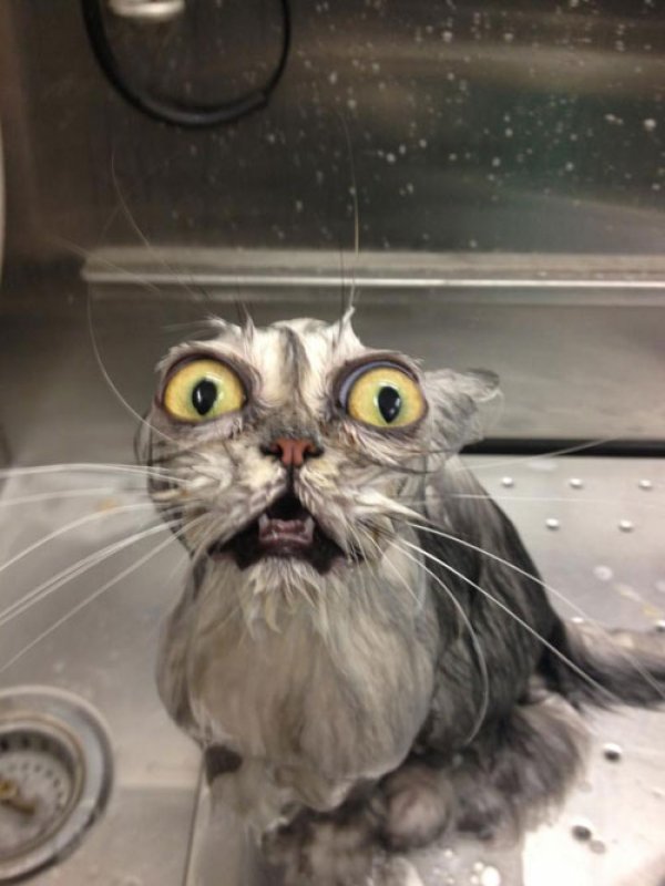 Cat bath Meme Generator