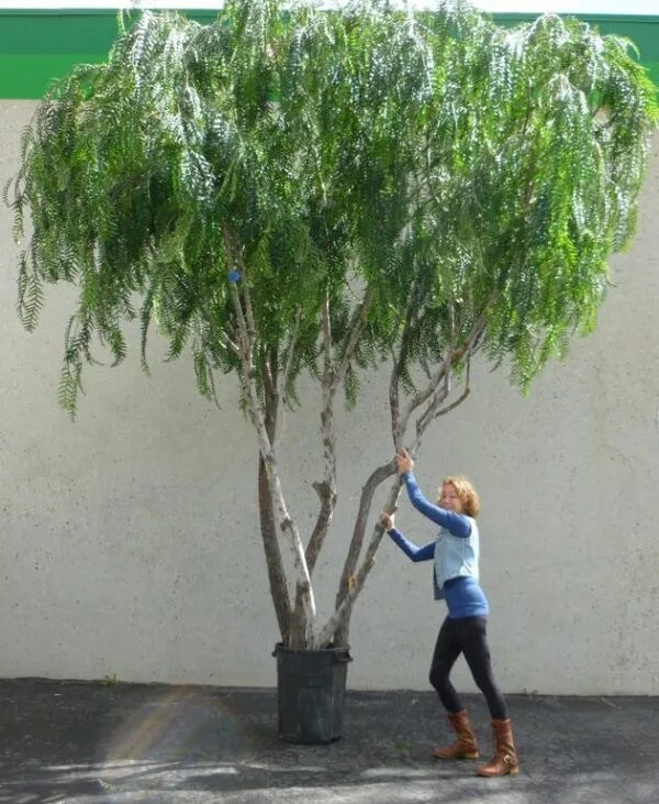 Commercial Artificial Plants Elevating Business Spaces