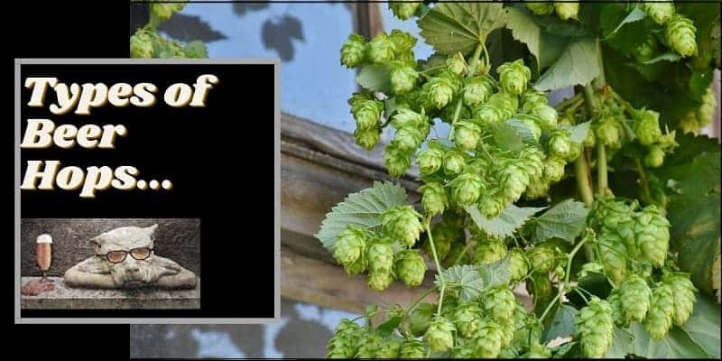 Types of Beer Hops | 2021