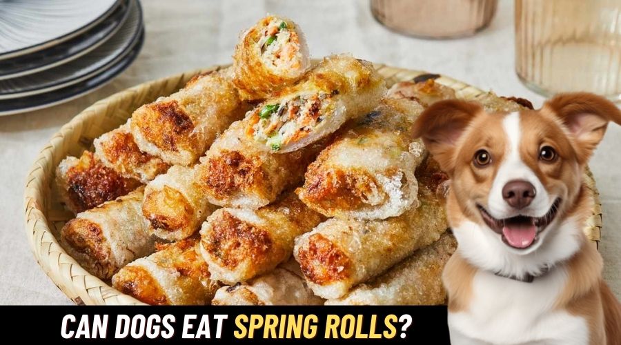 Can Dogs Eat Spring Rolls? (My Dog Ate, What To Do?) Make Easy Life