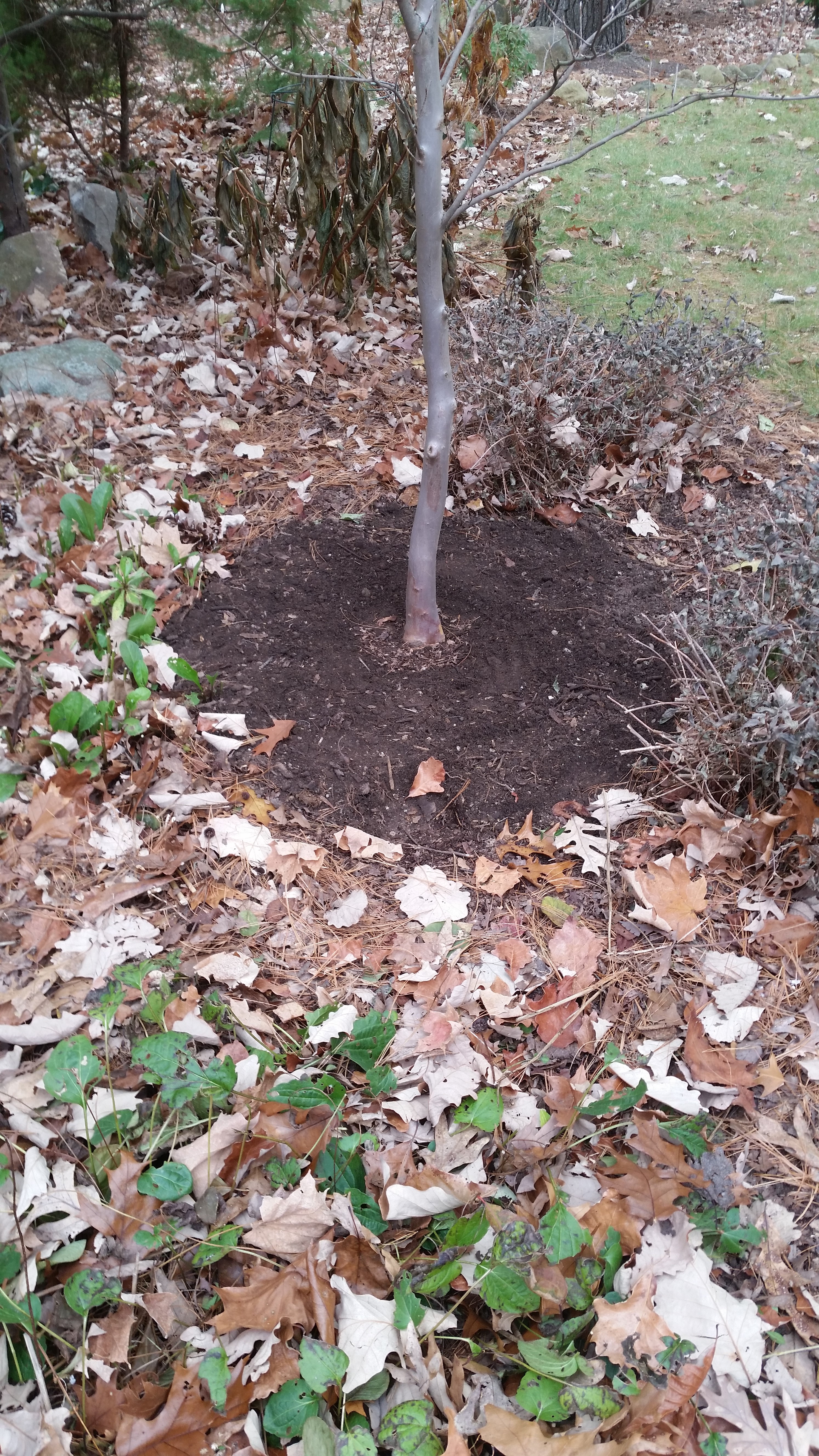 Mulching Trees with Compost Garden Magic