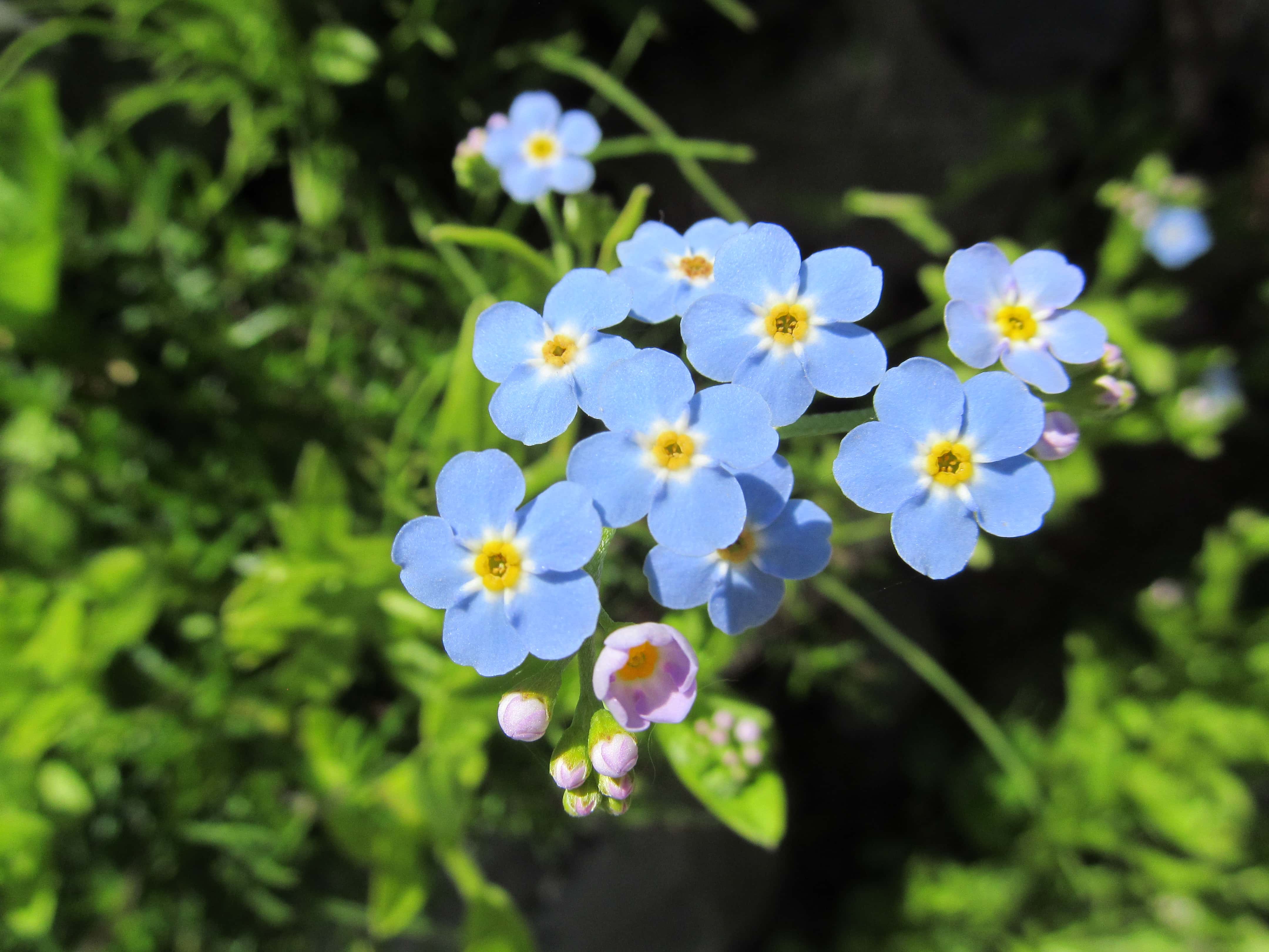 Meet Alaska's Wildflowers in Summer Make it a Garden