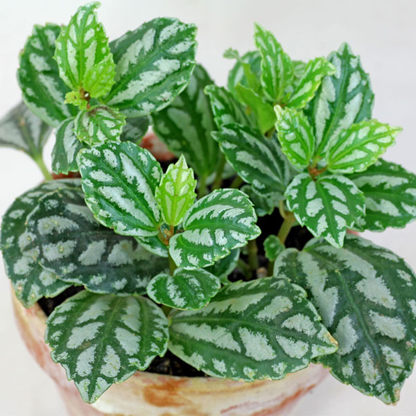 Aluminium plant Make My Garden