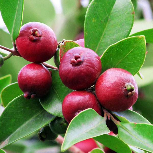 Cherry Guava Make My Garden