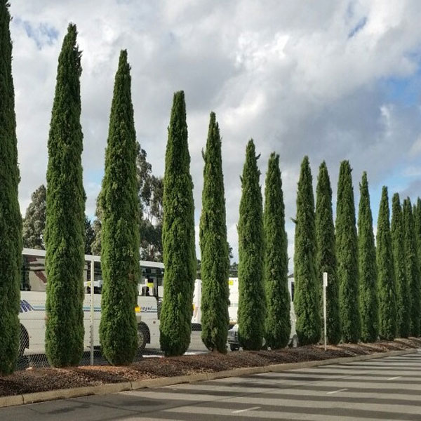 Pencil Pine Make My Garden