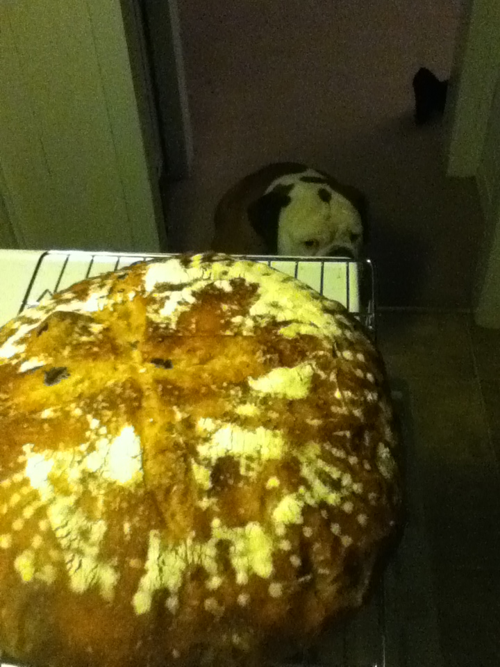 Rosemary and Olive Bread Bake This Day Our Daily Bread