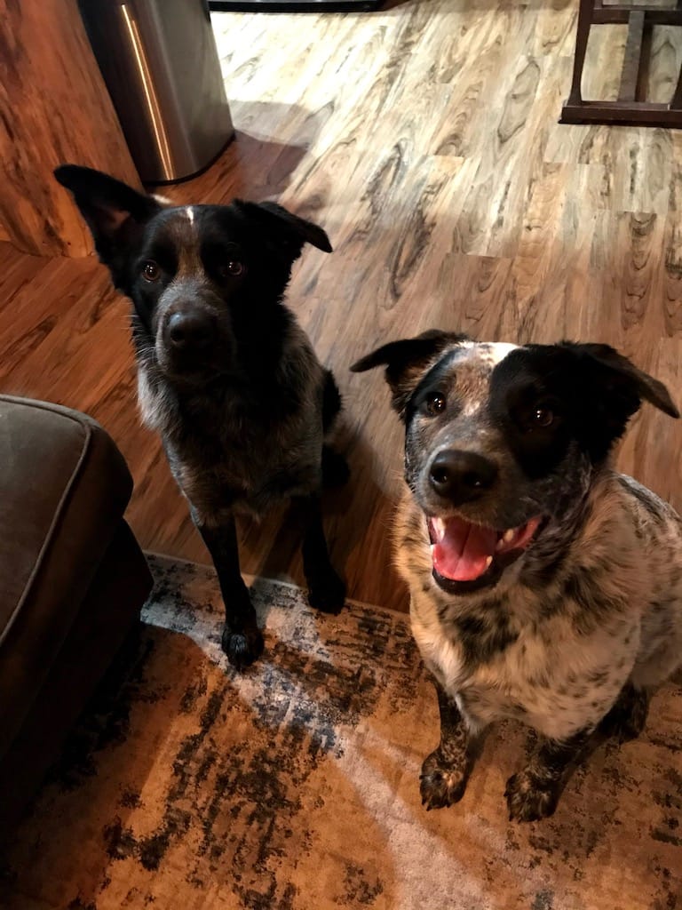 Best Dog Trainers in Broken Arrow The training of your dog