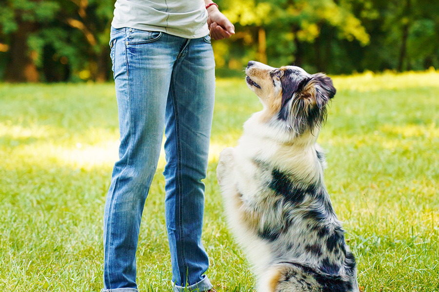 Board and Training Boise, Idaho Dog Training Call The Best