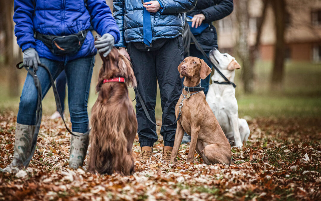 Dog Trainers In Boise, Idaho Demand The Best For Your Dog