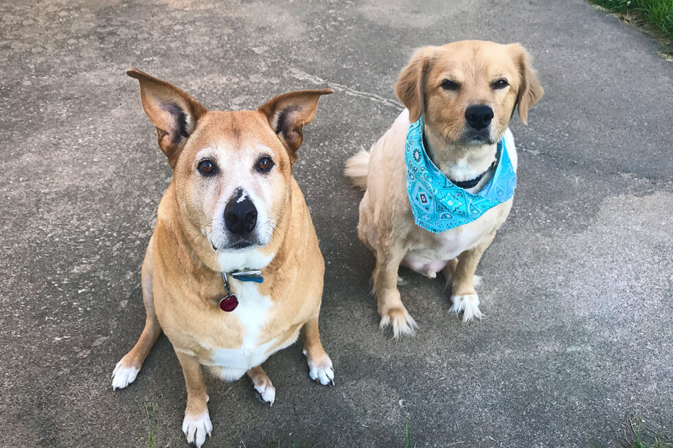 Dog Training In Boise, Idaho training experts that train dogs