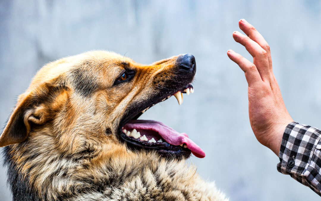 Dog Training In Tulsa, OK Our passion is compassion.