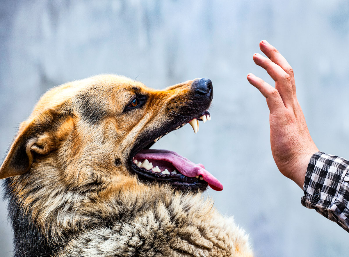 Dog Training In Tulsa Dogs Four Months Old And Up