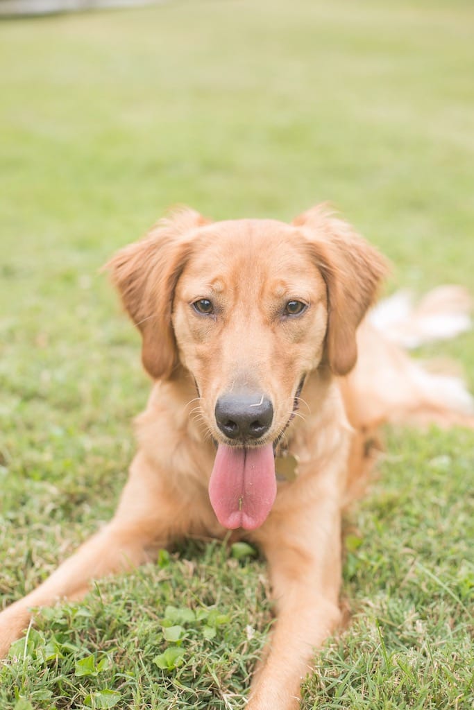 Dog Training OKC our puppy training is the truest experience