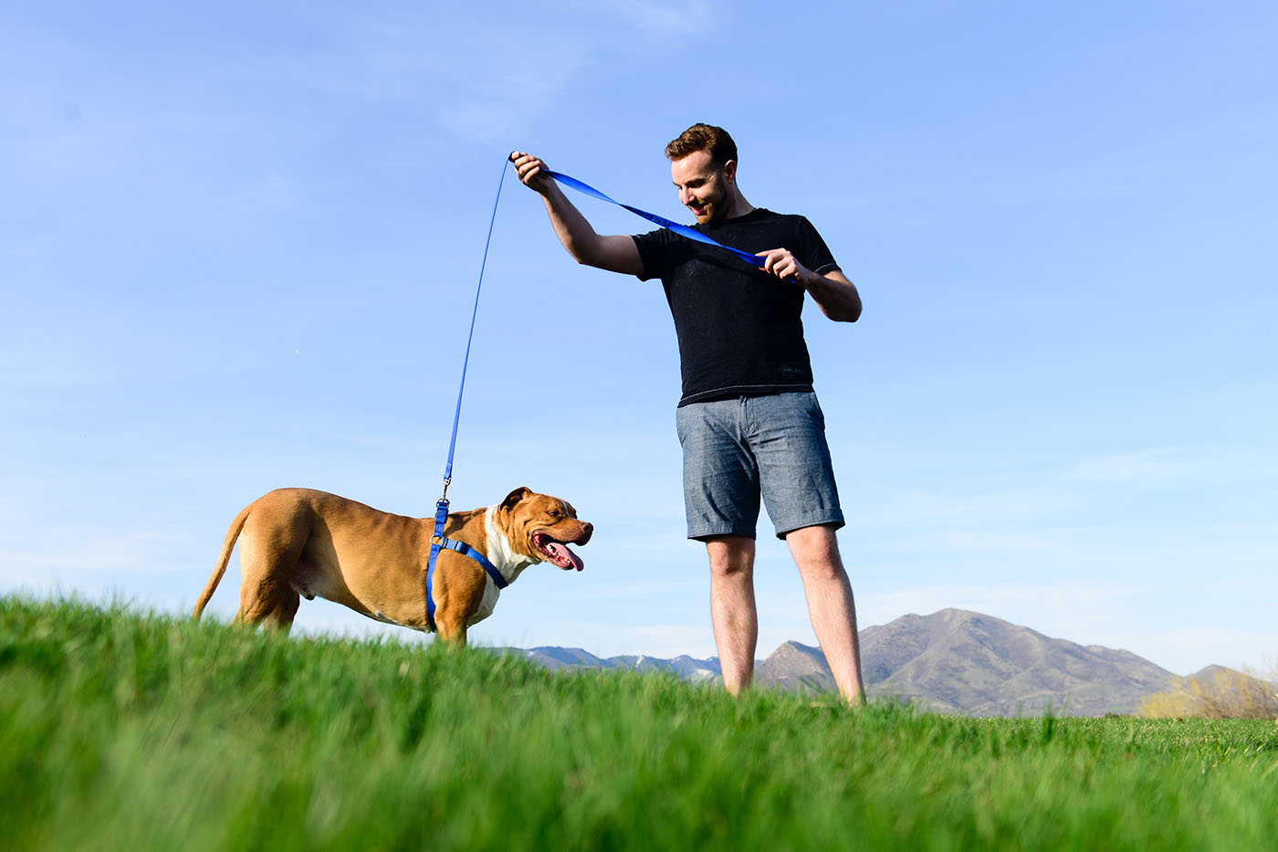 Dog Training Tulsa Tips Advanced Commands