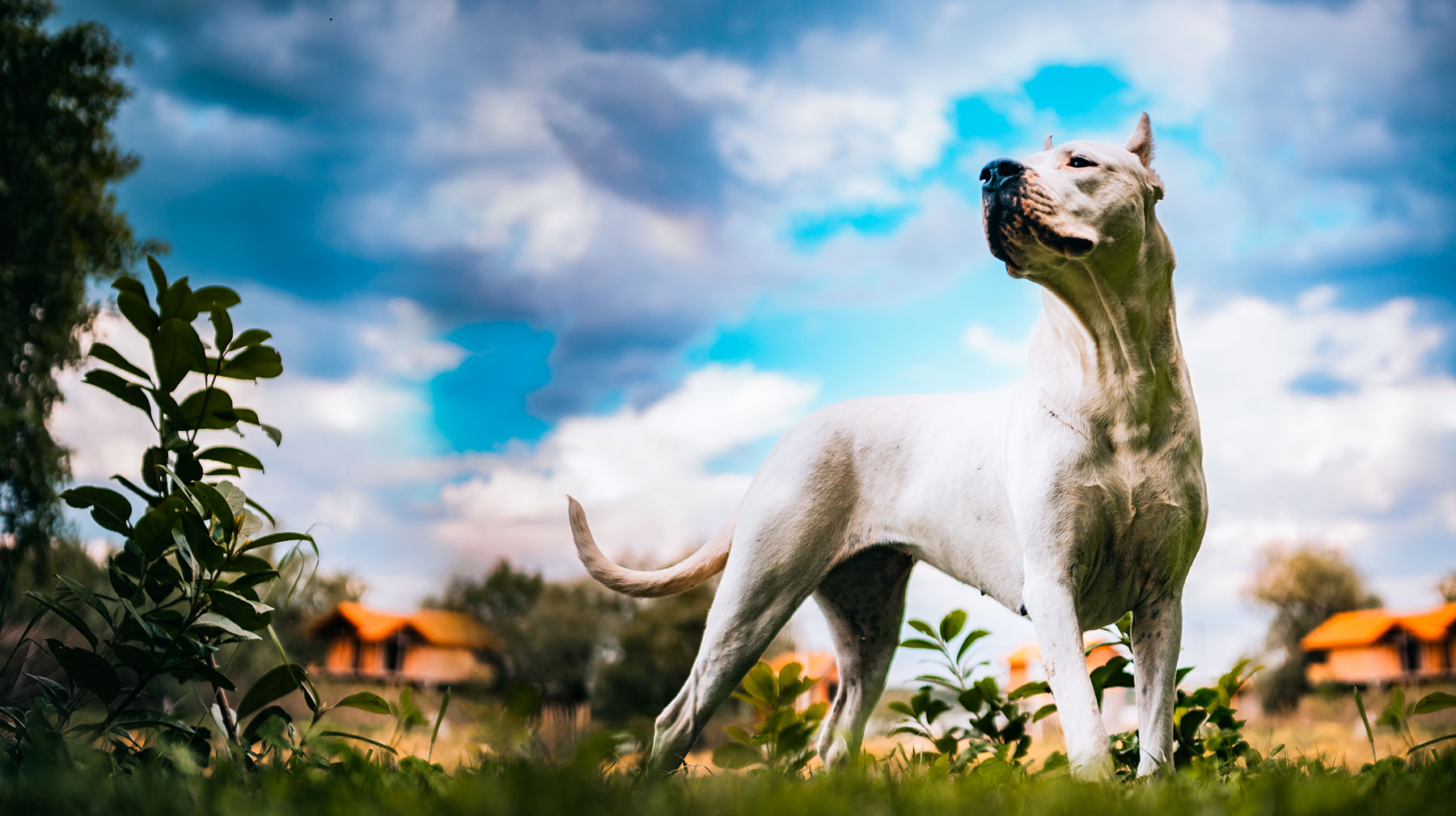 Find a Dog Trainer Near Ogden, Utah all of us must make sure