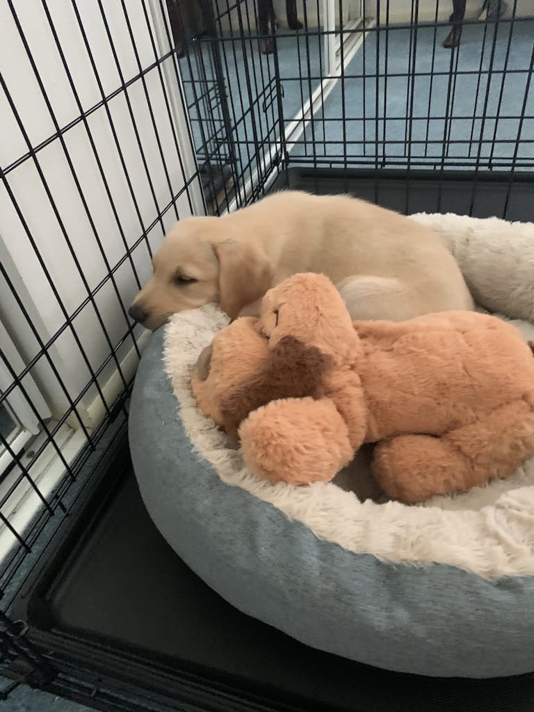 OKC Dog Training best training techniques around