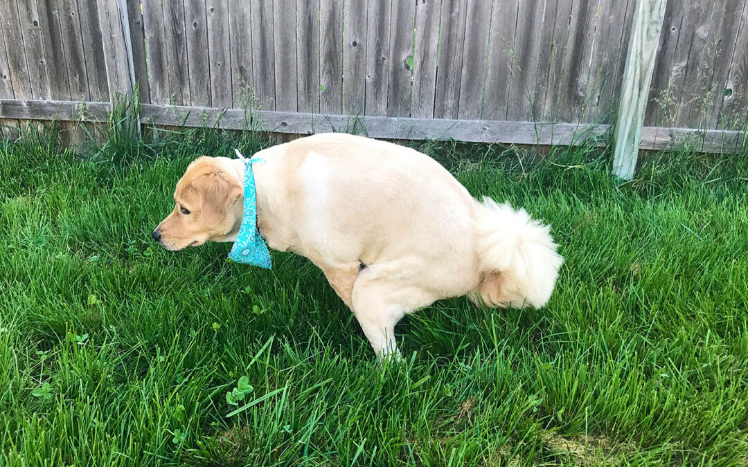 Top Tulsa Dog Training also make your puppy happy