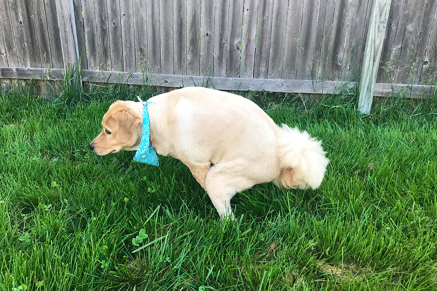 Top Tulsa Dog Training also make your puppy happy