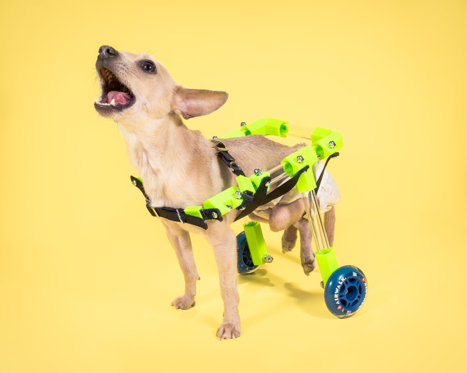 Custom Canine Wheelchair Make