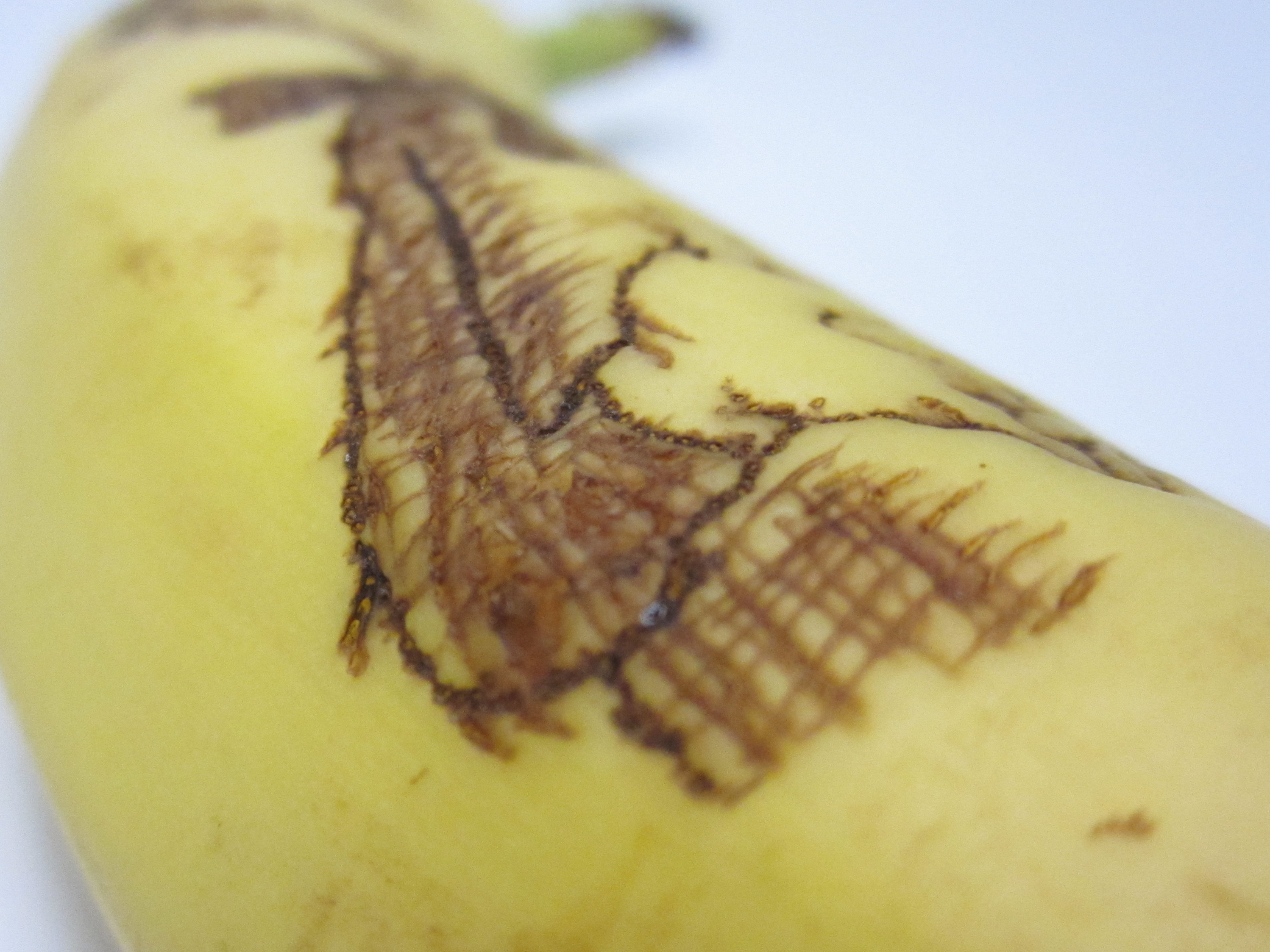 Banana Oxidation Art Make