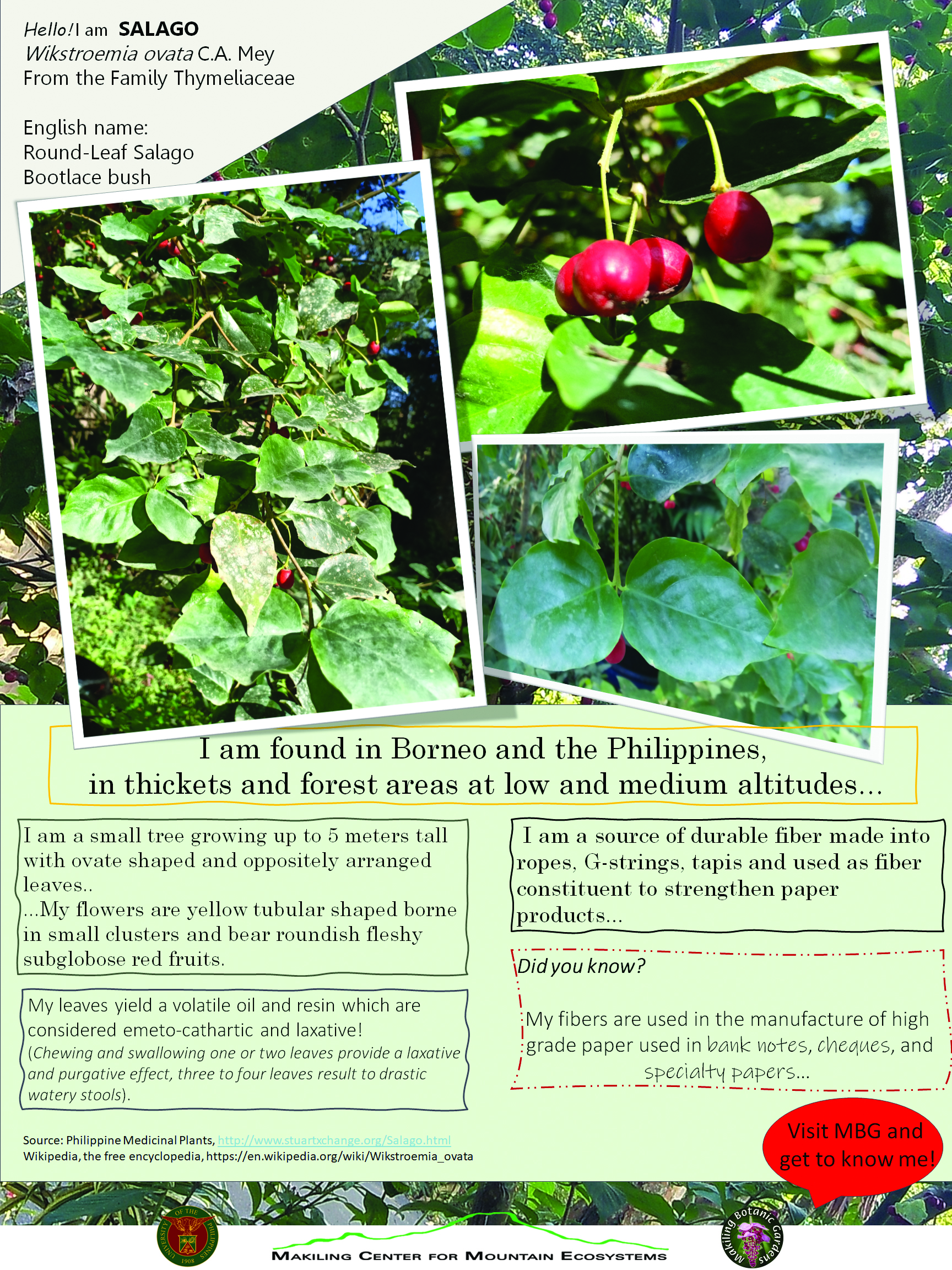 Salago is MBG’s Plant of the Month for March 2020 – An ASEAN Heritage Park