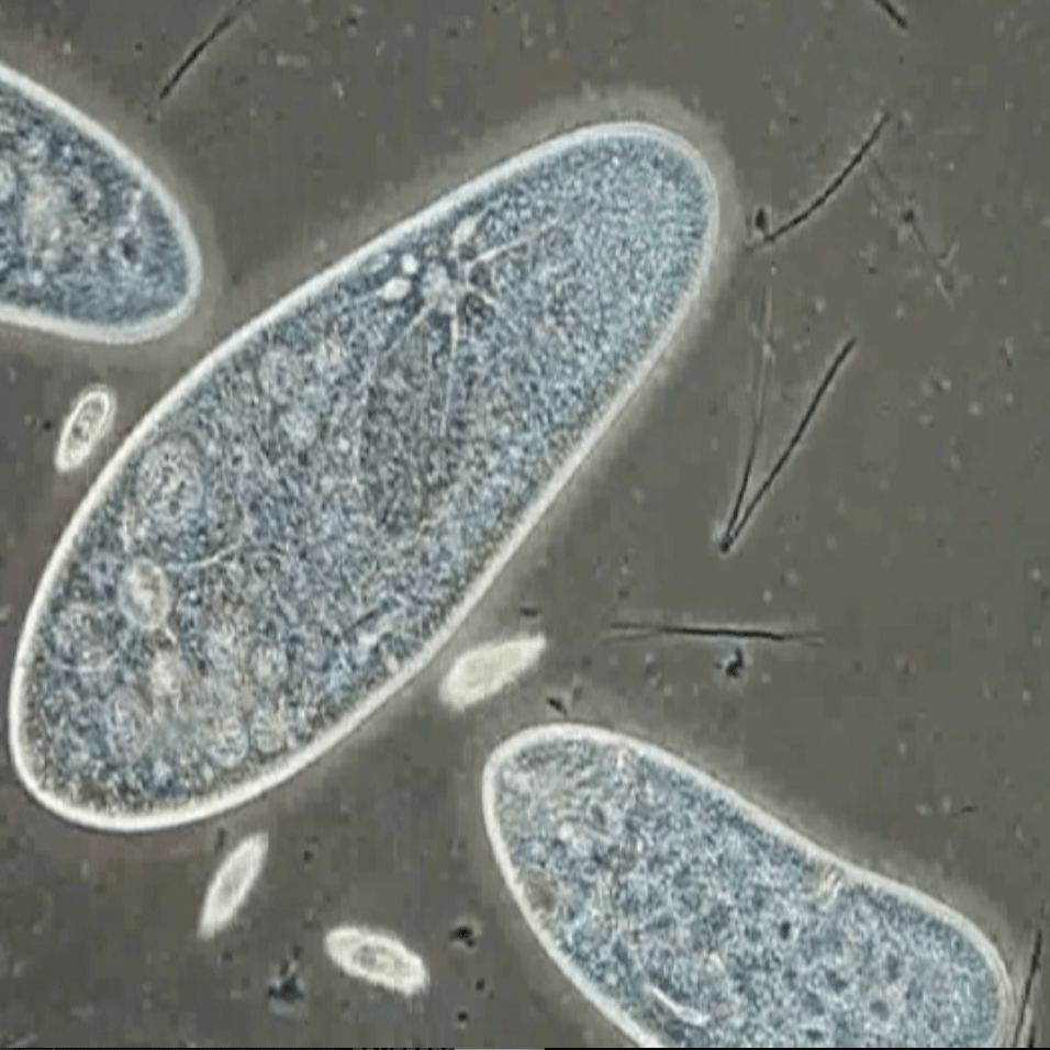 What Is Paramecium