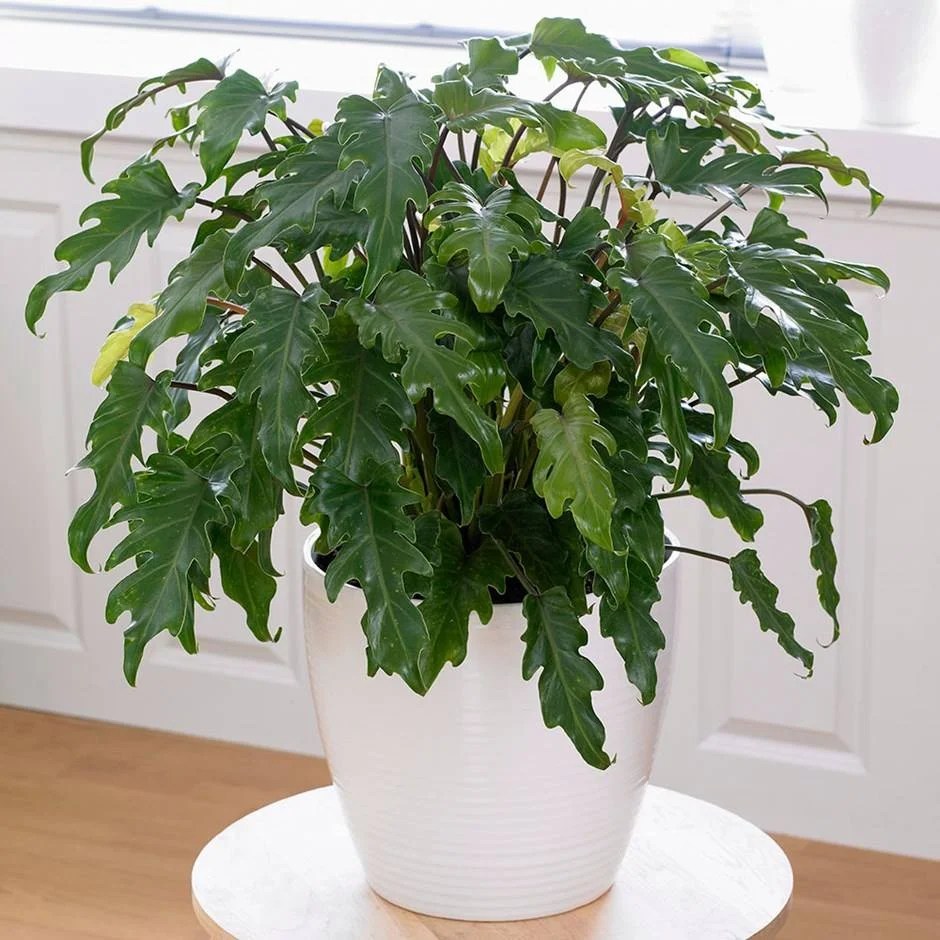 Top 10 Best Plants For Your Desk At Work Making Different