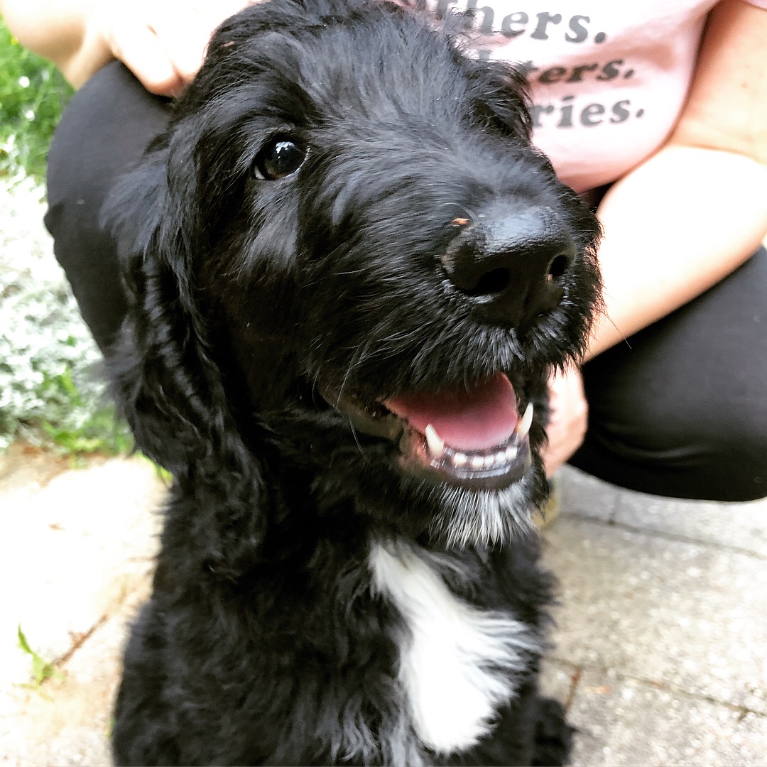 Lily, a Black and White Labradoodle Puppy Making it Lovely