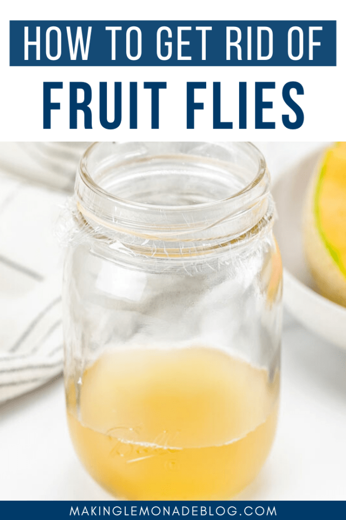How to Get Rid of Fruit Flies (THE BEST Homemade Fruit Fly Trap
