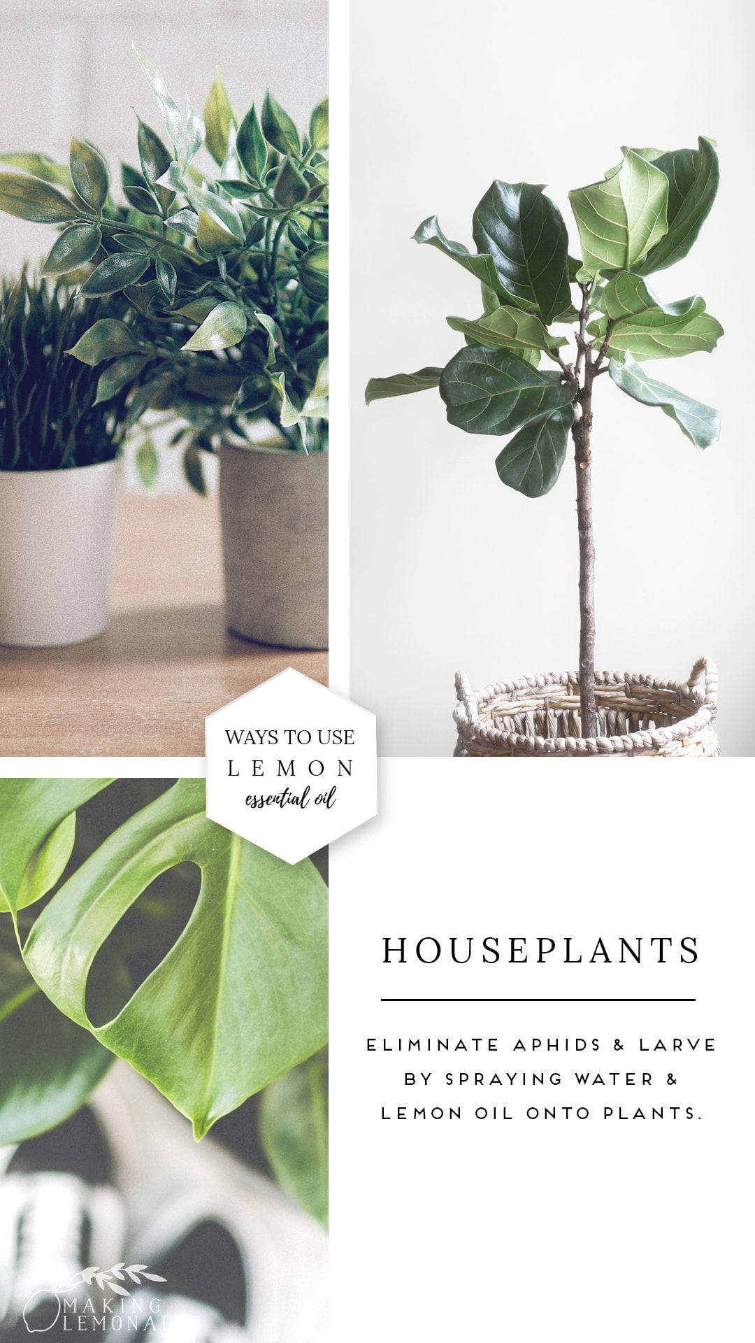 9 Clever Uses for Lemon Essential Oil Making Lemonade