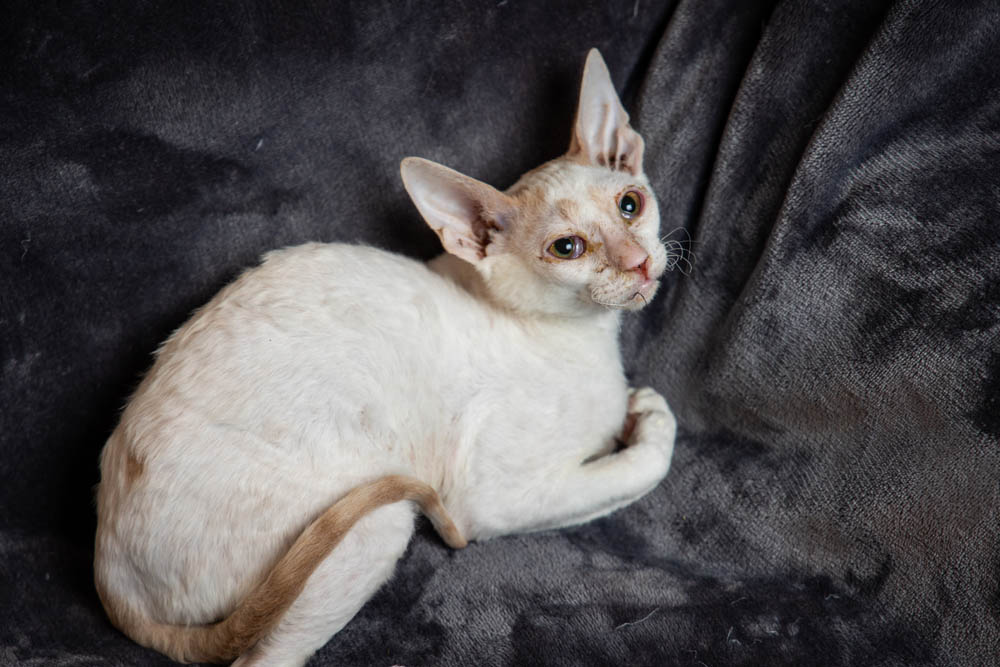 Cornish Rex Kittens for Sale, Makin Waves Rex, Cornish Rex Minnesota