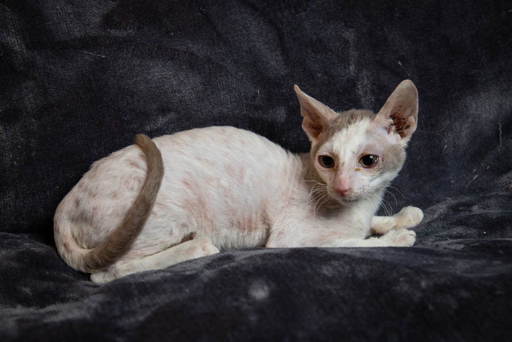 Cornish Rex Kittens for Sale, Makin Waves Rex, Cornish Rex Minnesota