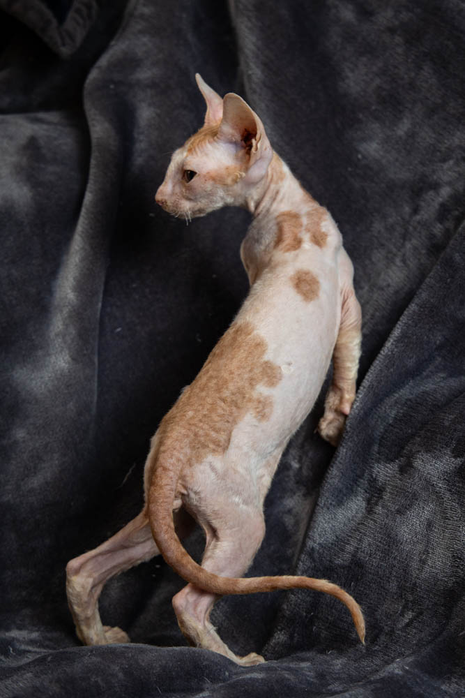 Cornish Rex Kittens for Sale, Makin Waves Rex, Cornish Rex Minnesota