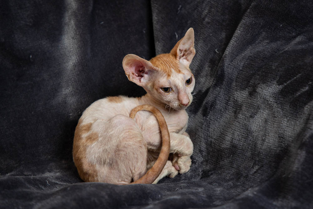 Cornish Rex Kittens for Sale, Makin Waves Rex, Cornish Rex Minnesota