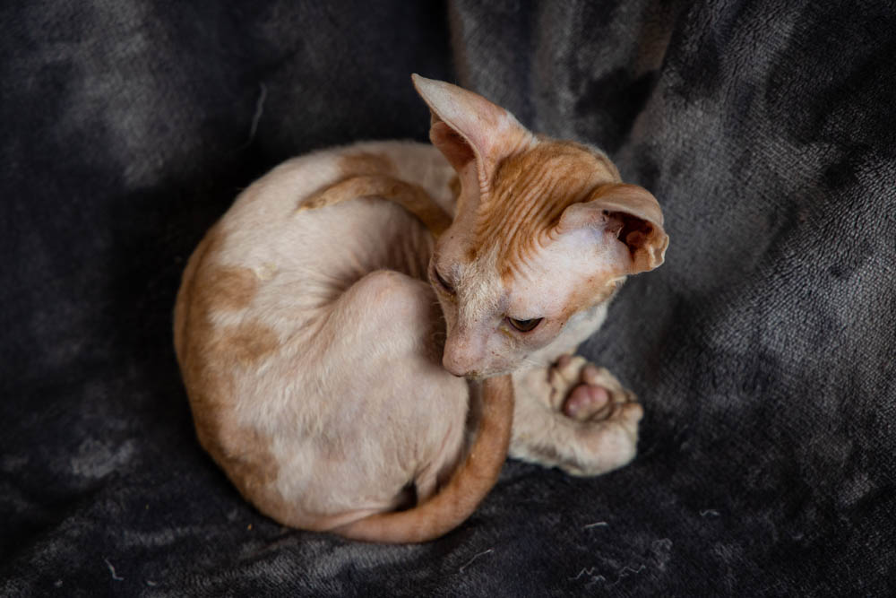 Cornish Rex Kittens for Sale, Makin Waves Rex, Cornish Rex Minnesota