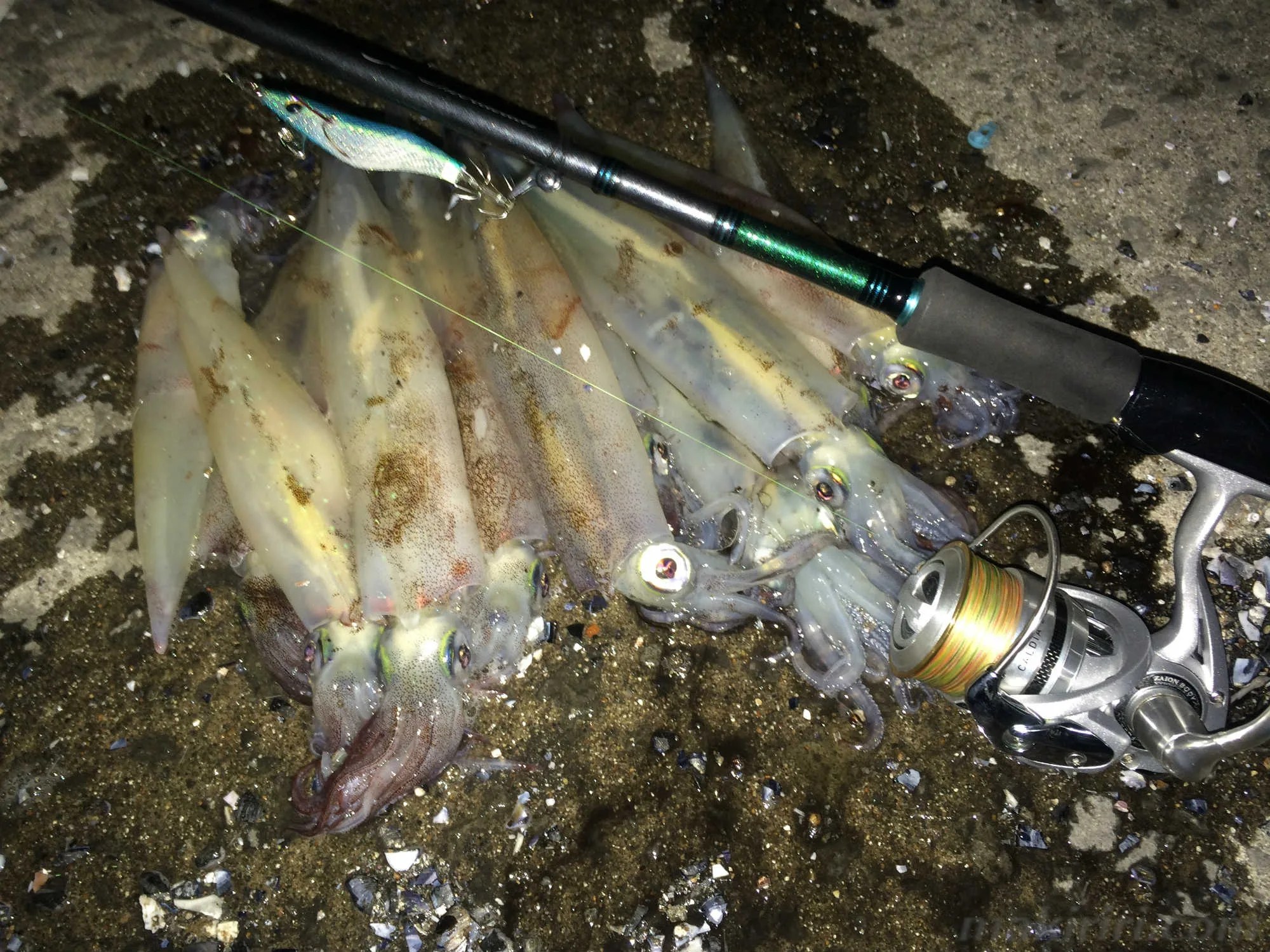 [コンプリート！] 北海道 イカ 釣り 時期 ただかわいいフィス