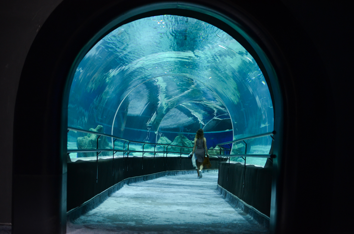 Conhecendo o AquaRio, o Aquário Marinho do Rio de Janeiro