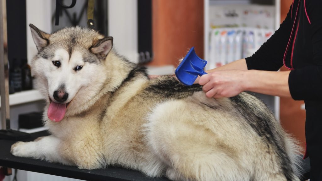 Hygiene Matters Essential Tips for Keeping Your Alaskan Malamute Clean