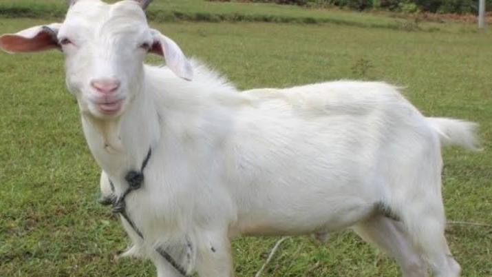 Torpedo Kambing Bangkitkan Gairah Seksual? Ini
