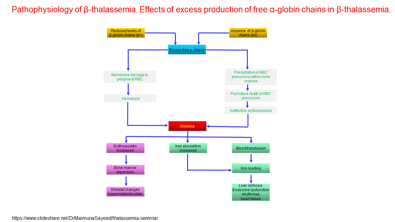 Pathophysiology Of Ss Thalassemia