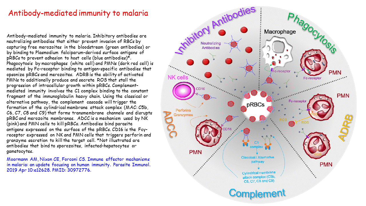 Antibodymediated immunity to malaria