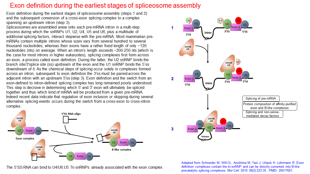 Exon definition during the earliest stages of spliceosome assembly