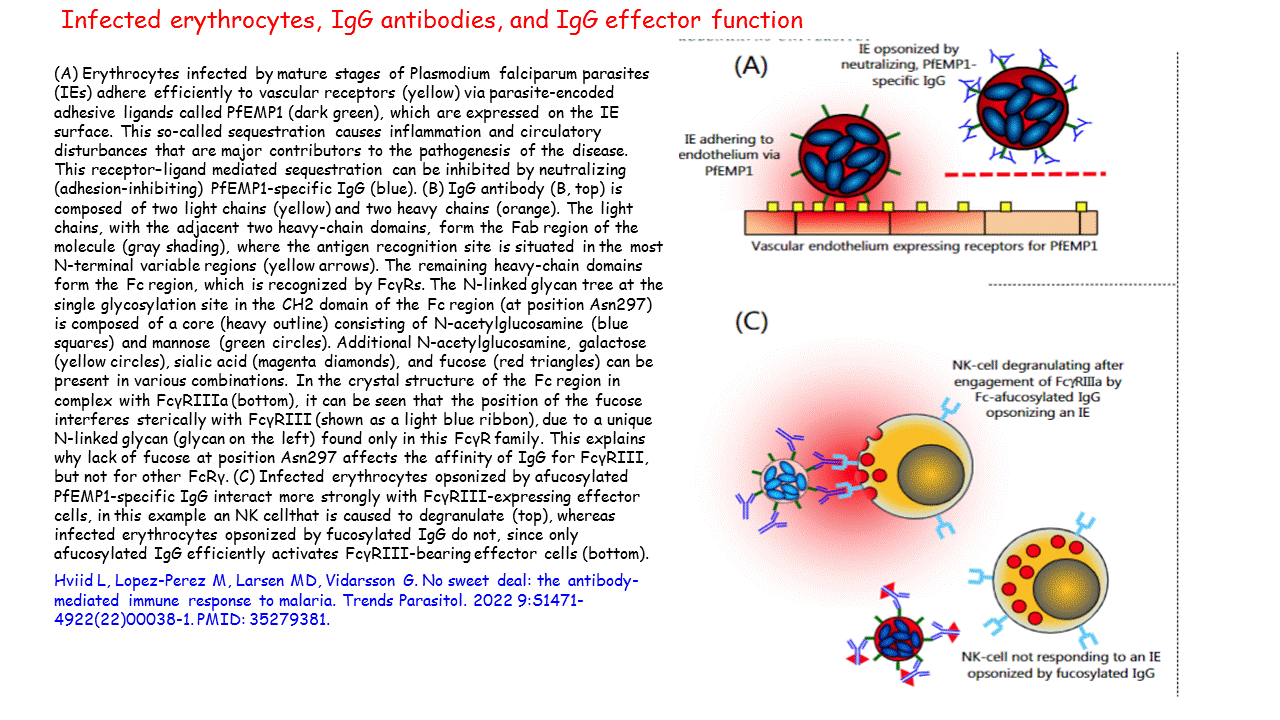 Infected erythrocytes, IgG antibodies, and IgG effector function