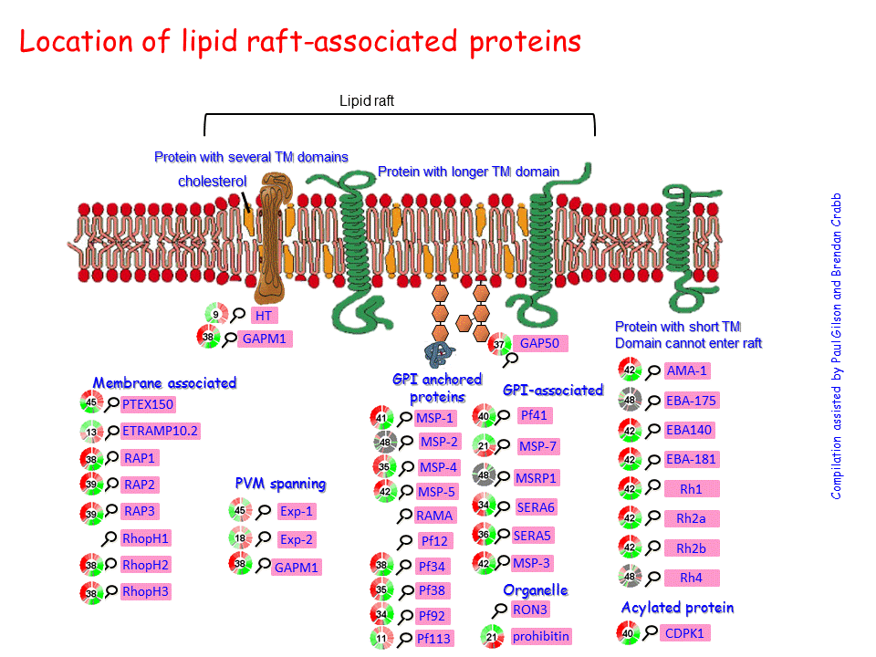 Location of lipid raftassociated proteins