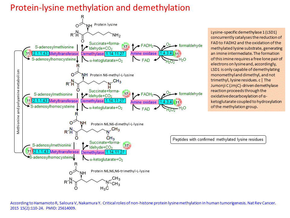 Protein-Lysine Methylation And Demethylation 720_x_960_gif