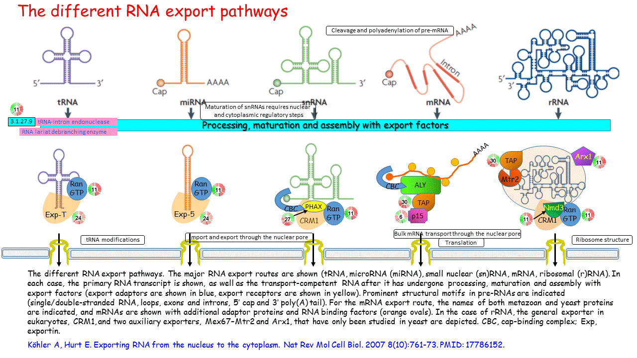 The different RNA export pathways