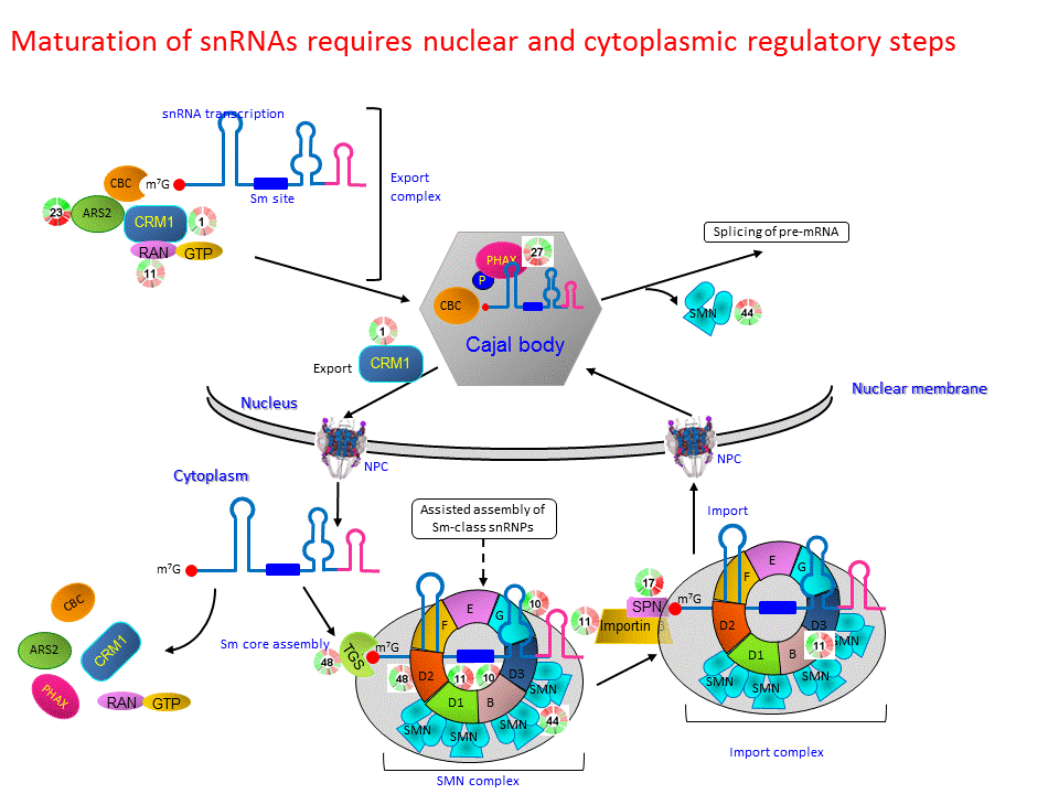 Maturation of snRNAs requires nuclear and cytoplasmic regulatory steps