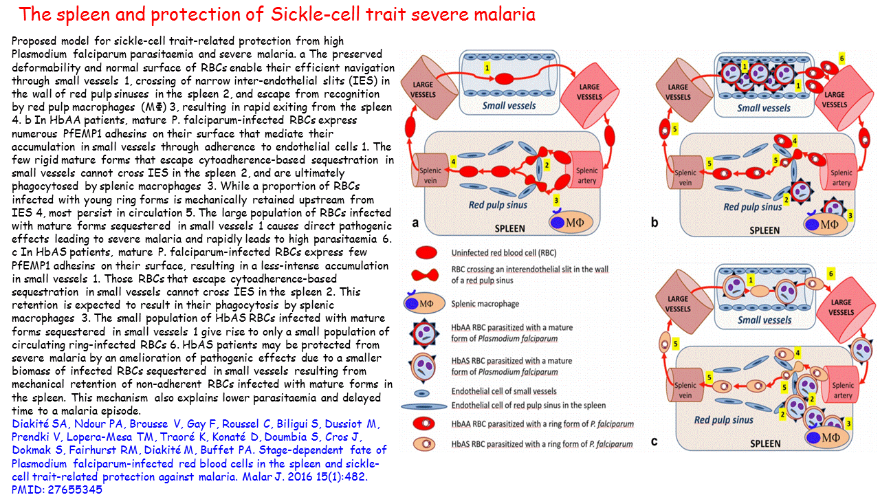 The spleen and protection of Sickle-cell trait severe malaria