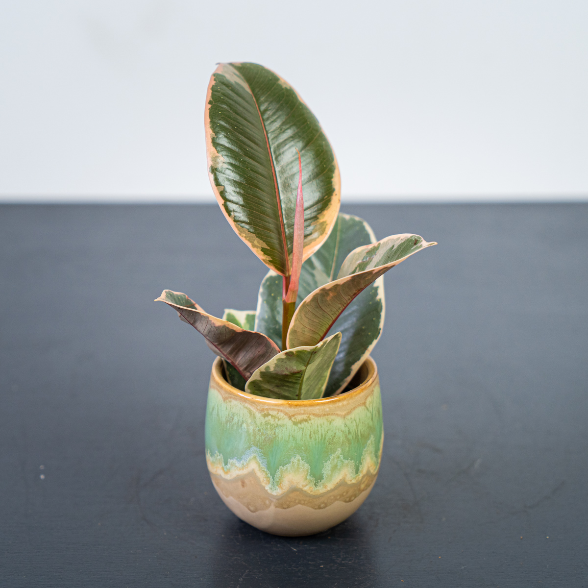 Fikus elastica tineke baby (ficus) Sklep z roślinami