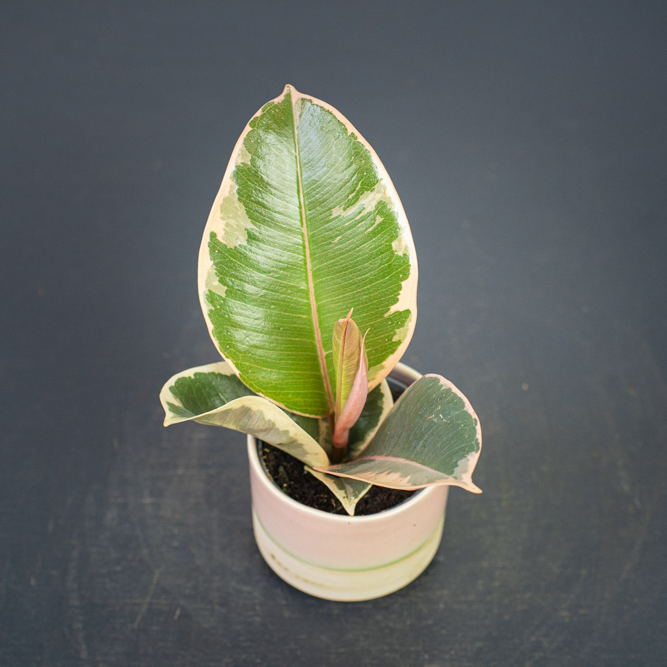 Fikus elastica tineke baby (ficus) Sklep z roślinami